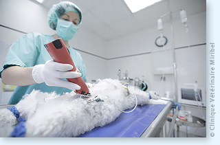 Préparation des animaux anesthésiés en vue de l'intervention chirurgicale : tonte, nettoyage stérile, monitorage.