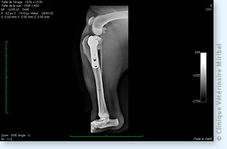 Radiographie post-opératoire consécutive à une intervention de TPLO.