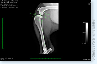 Radiographie préopératoire en vue de la réalisation d'une osteotomie de nivellement du plateau tibial (TPLO).