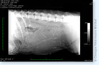 Diagnostic radiographique de gestation chez une chienne.