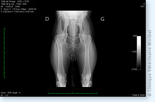 Radiographie du bassin pour le dépistage de la dysplasie coxo-fémorale chez un chien.