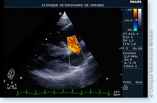 Doppler couleur chez un chien atteint d'une communication interatriale.