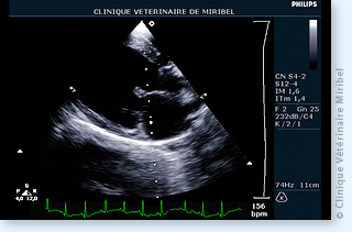 Maladie valvulaire dégénérative chez un chien (Mode 2D).