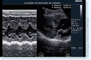 Mesures en coupe Temps-Mouvement chez un chat suspect de cardiomyopathie hypertrophique.