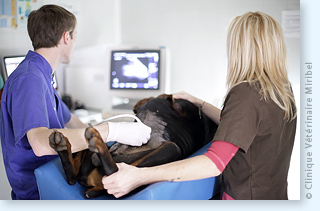 Examen echographique vétérinaire.