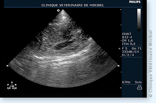 Tumeur pulmonaire (carcinome) chez un chat.