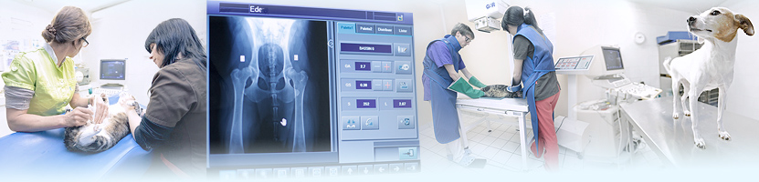 Imagerie vétérinaire - radiologique numérique CR - échographie - échocardiographie.