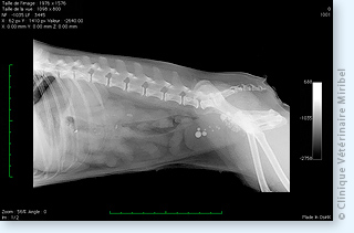 Calculs vésicaux radio-opaques chez un chien.