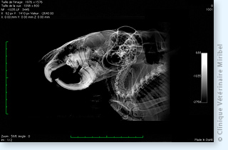 Malocclusion dentaire chez un chinchilla.