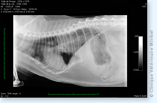Tumeur pulmonaire (carcinome bronchique) chez un chat.