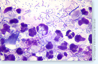 Bactéries (baciles et coques avec images de phagocytose) responsables d'une pyodermite chez un chien. 