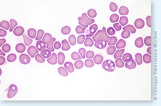 Babésia canis dans des hématies, responsables d'une piroplasmose chez un chien.